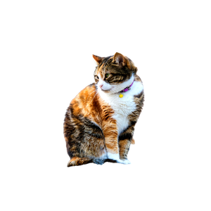 Tri Color Calico Cat Sitting Outdoors With A Purple Collar, Showcasing Its Majestic Posture. 16971 - Cat PNG image with transparent background